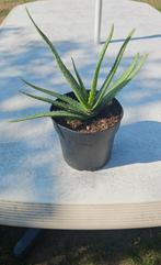 Aloe vera plant  20 a 25 cm hoog met pot 1,4l, Tuin en Terras, Ophalen