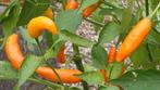 chili peper Aji little finger - 5 zaden, Verzenden, Voorjaar, Volle zon, Zaad