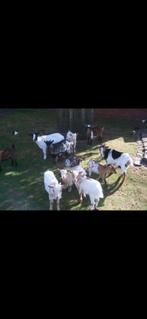 Mini dwerggeitjes, Dieren en Toebehoren, Schapen, Geiten en Varkens