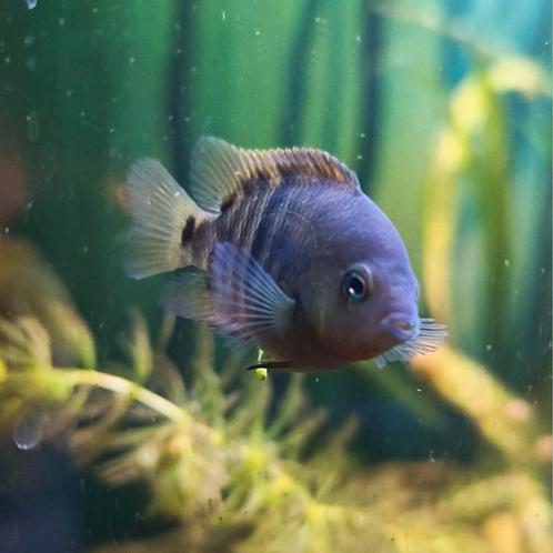 Sajica dwerg cichliden van 2 CM te koop, Dieren en Toebehoren, Vissen | Aquariumvissen, Zoetwatervis, Vis