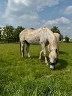 Lusitano merrie, Animaux & Accessoires, Chevaux, Jument, Débourré, Vermifugé, Moins de 160 cm