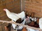Witte leghorn, Dieren en Toebehoren, Pluimvee