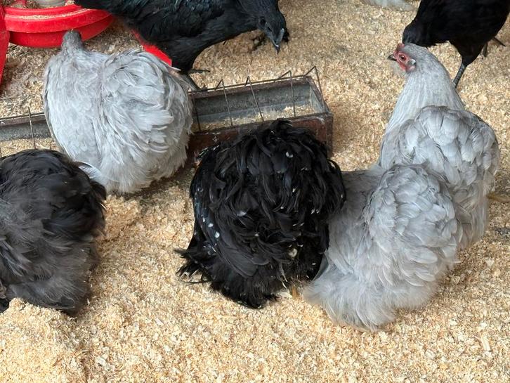 Cochin krielen, Dieren en Toebehoren, Pluimvee