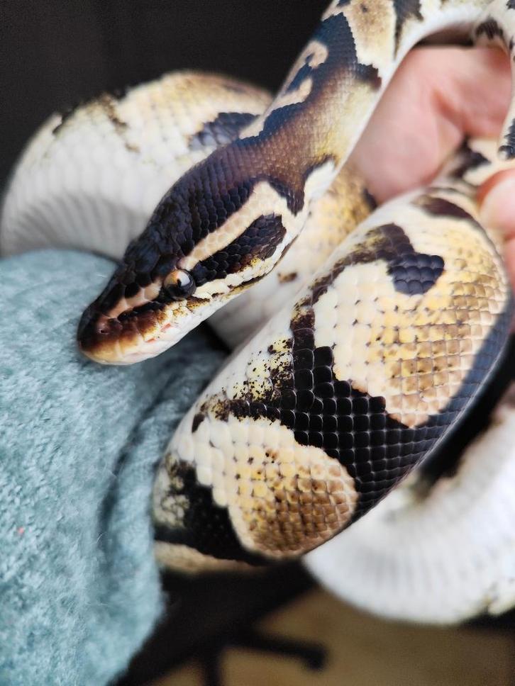 Python royaux - Pastel blackhead 100% DH DG/Ghost, Animaux & Accessoires, Reptiles & Amphibiens, Serpent, 3 à 6 ans, Domestique