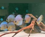 Discus vissen groot en klein, Dieren en Toebehoren, Vissen | Aquariumvissen