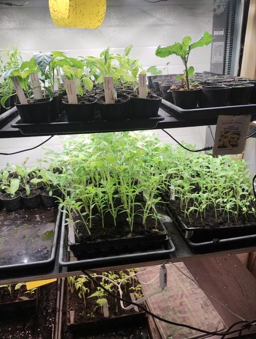 Tomatenplanten vanaf 0,50 tot 1 euro per stuk, Jardin & Terrasse, Plantes | Jardin, Annuelle, Plantes fruitières, Plein soleil
