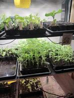 Tomatenplanten vanaf 0,50 tot 1 euro per stuk, Annuelle, Plein soleil, Enlèvement, Plantes fruitières