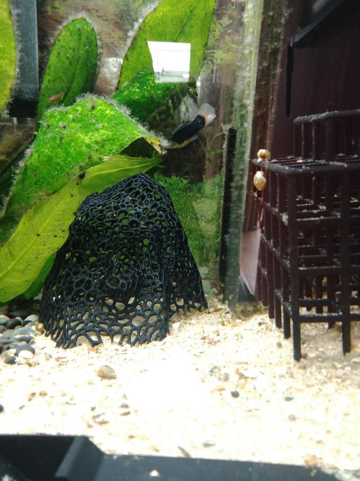 3D geprint schuilhuis voor garnalen – aquarium decor, Dieren en Toebehoren, Vissen | Aquaria en Toebehoren, Nieuw, Sierelement