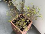 Bougainvillier en pot, Jardin & Terrasse, Plantes | Arbustes & Haies, Moins de 100 cm, Enlèvement, Autres espèces, Arbuste