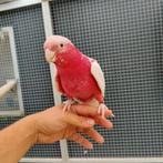 Handtamme rose kaketoes 2025, Dieren en Toebehoren, Meerdere dieren, Papegaai, Geringd