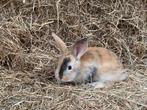 Dwergkonijntjes, Meerdere dieren, Dwerg, 0 tot 2 jaar