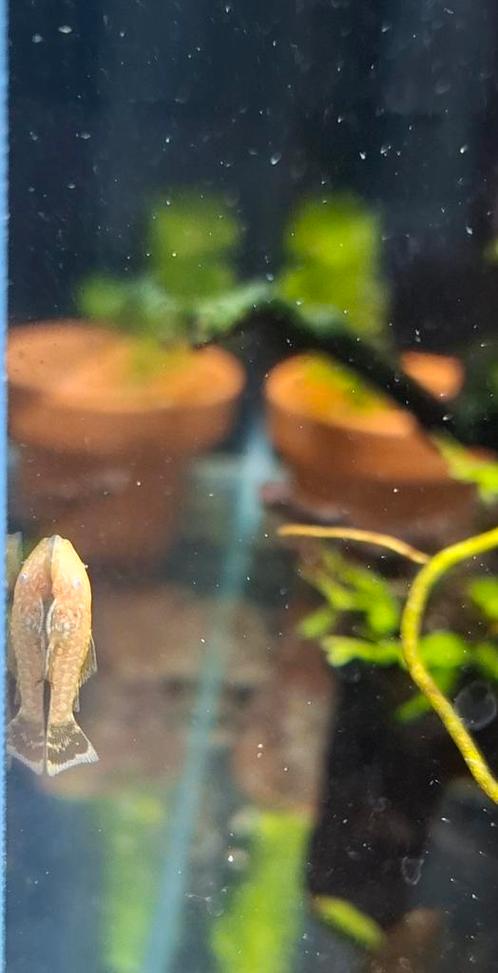 Baby albino borstelneus pleco, Dieren en Toebehoren, Vissen | Aquariumvissen, Zoetwatervis, Vis, Schoolvis