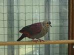duiven, Dieren en Toebehoren, Vogels | Duiven