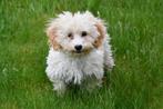 Maltipoo pups te koop, Dieren en Toebehoren, 15 weken tot 1 jaar, Overige rassen, Buitenland, CDV (hondenziekte)