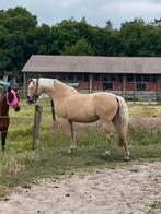 Palomino te koop, Dieren en Toebehoren, Paarden, Minder dan 160 cm, Niet van toepassing, 7 tot 10 jaar, Recreatiepaard