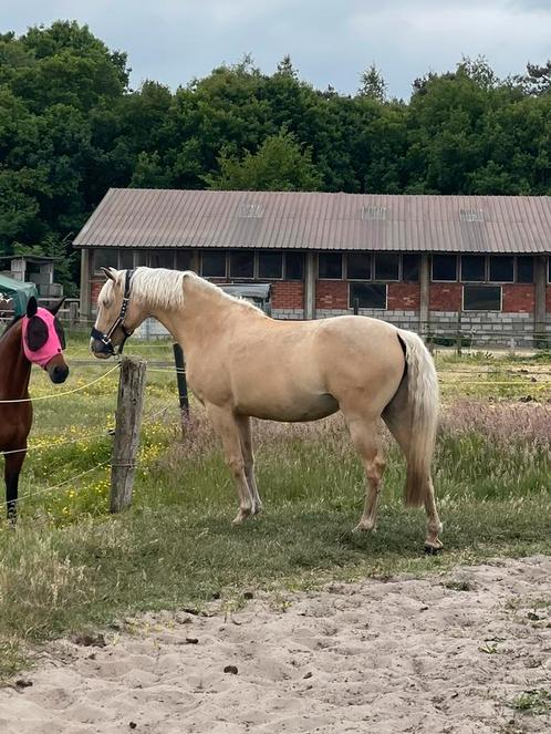 Palomino te koop, Dieren en Toebehoren, Paarden, Merrie, Niet van toepassing, Minder dan 160 cm, 7 tot 10 jaar, Recreatiepaard
