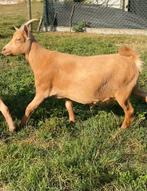 Prachtige abrikoze miekes te koop, Dieren en Toebehoren, Schapen, Geiten en Varkens, Geit
