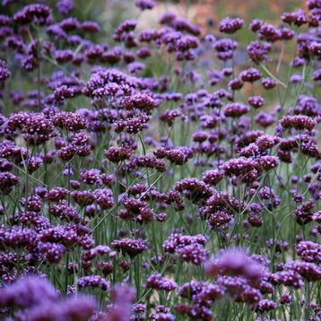 Verbena bonariensis  