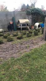 Buxus, Tuin en Terras, Ophalen of Verzenden, Buxus