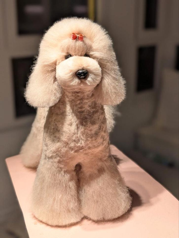 Te koop model honden poedels van grooming wedstrijden., Animaux & Accessoires, Accessoires pour chiens, Enlèvement ou Envoi