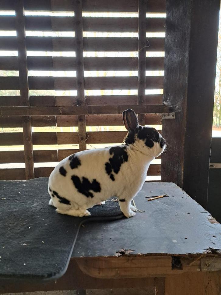 Rex Dwerg Dalmatiner ram, Dieren en Toebehoren, Konijnen, Dwerg, Mannelijk, 0 tot 2 jaar