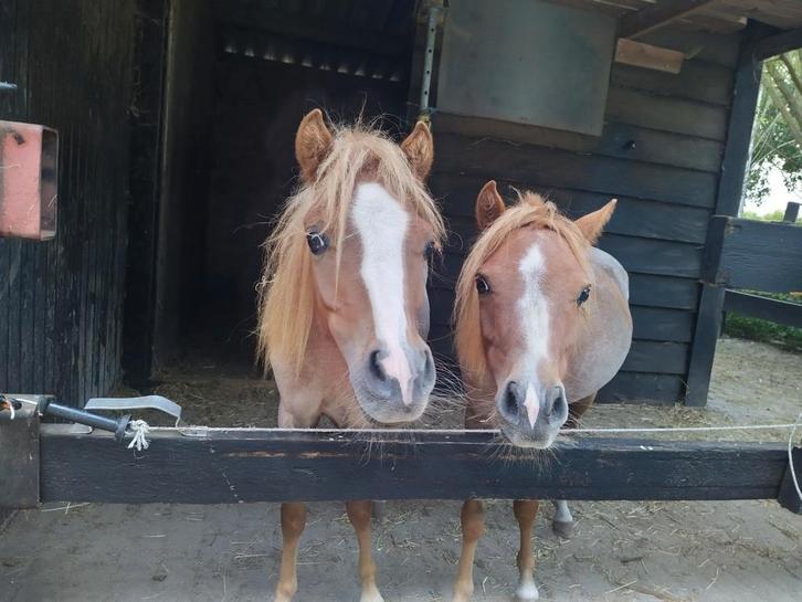 Twee lieve jaarling ruinen, Dieren en Toebehoren, Pony's, Ruin, Niet van toepassing, A pony (tot 1.17m), 0 tot 2 jaar, Gechipt