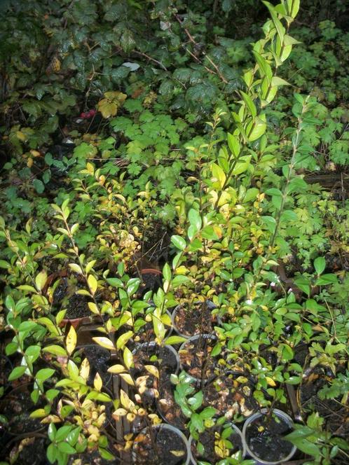 Ligustrum haagplanten in 3 verschillende formaten, Jardin & Terrasse, Plantes | Arbustes & Haies, Haie, Troène, Enlèvement