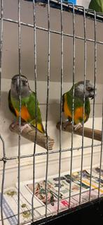 Mooie Senegal papegaaien, Dieren en Toebehoren, Mannelijk, Papegaai, Geringd