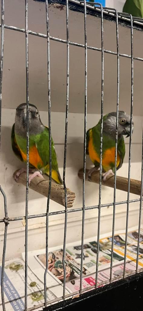 Mooie Senegal papegaaien, Dieren en Toebehoren, Vogels | Parkieten en Papegaaien, Papegaai, Mannelijk, Geringd