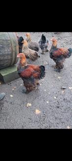 Cochin groothoender goudpatrijs, Dieren en Toebehoren