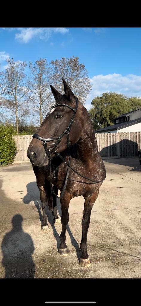 Partij paardenspullen, Dieren en Toebehoren, Paarden en Pony's | Hoofdstellen en Tuigage, Ophalen of Verzenden