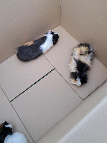 mooie cavia's beschikbaar voor biedingen