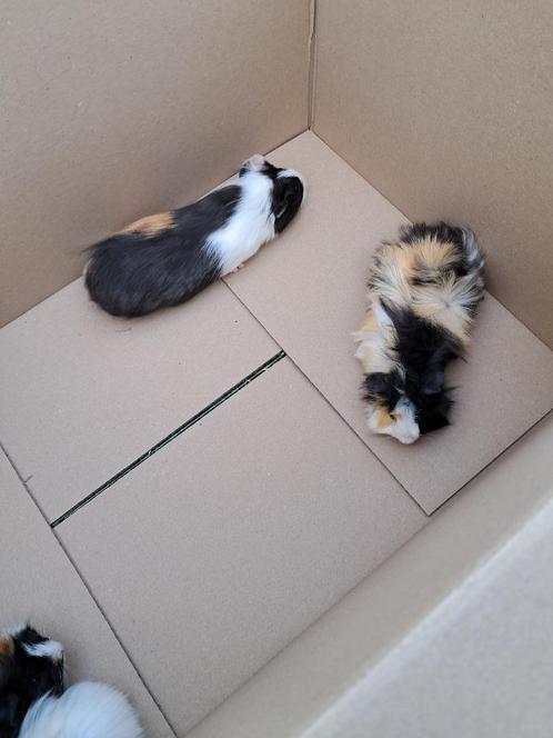 mooie cavia's, Dieren en Toebehoren, Knaagdieren, Meerdere dieren, Cavia, Tam