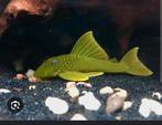 L200 pleco, Dieren en Toebehoren, Vissen | Aquariumvissen