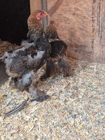 3 jonge hanen
