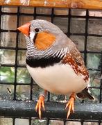 Koppel zebravinken, Tropenvogel, Geringd