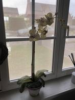 Orchidées, Enlèvement, Comme neuf