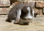 Minilop nestje, Dieren en Toebehoren, Konijnen, Meerdere dieren, Dwerg, Hangoor, 0 tot 2 jaar