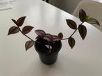 PLANTJE Tradescantia Zebrina 3 stekken in potje, Huis en Inrichting, Kamerplanten, Ophalen of Verzenden, In pot