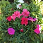 🌸 bloemen, Ophalen