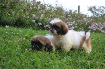 Shih Tzu, geboren 15 augustus, eigen kweek beschikbaar voor biedingen