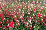 Salvia "Hot Lips", Tuin en Terras, Ophalen of Verzenden, Zomer