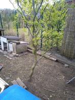 krulwilg in pot, Tuin en Terras, Planten | Bomen, Ophalen, In pot