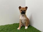 Chiots croisés Shiba Inu x Mix, Chien (mâle), Belgique, Plusieurs, Hépatite contagieuse (maladie de Rubarth)