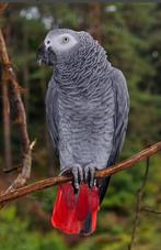 Gris du Gabon mâle, Ophalen
