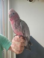 Handtamme rose kaketoe, Dieren en Toebehoren