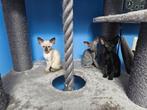 Schattige Cornish Rex kittens zoeken leuke familie., Dieren en Toebehoren, Katten en Kittens | Raskatten | Korthaar, Poes, Gechipt