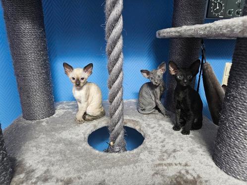 Schattige Cornish Rex kittens zoeken leuke familie., Dieren en Toebehoren, Katten en Kittens | Raskatten | Korthaar, Poes, 0 tot 2 jaar