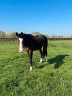 Emré 22 jarige ruin, Dieren en Toebehoren, Ruin, Dressuurpaard