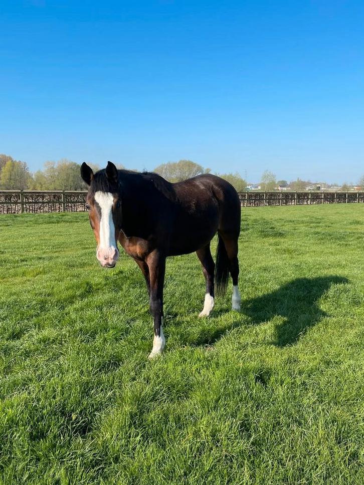 Emré 22 jarige ruin, Animaux & Accessoires, Chevaux, Hongre, Cheval de dressage